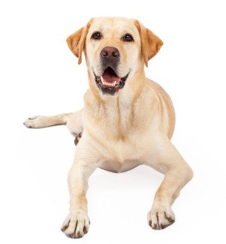 A yellow lab laying down looking into the camera looking very eager