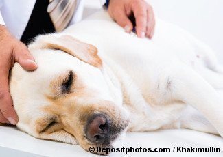 Labrador being touched