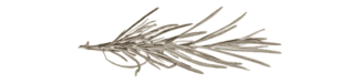sprig of rosemary