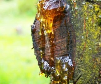 Natural resin oozing from a tree that has been cut