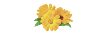 calendula flowers