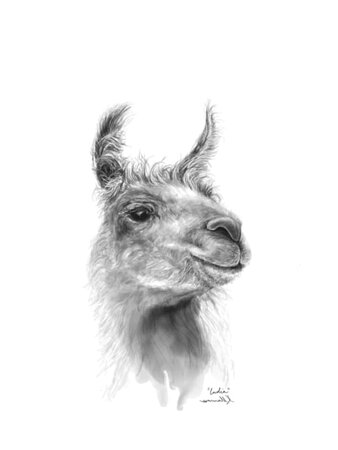 llama art by kristin llamas