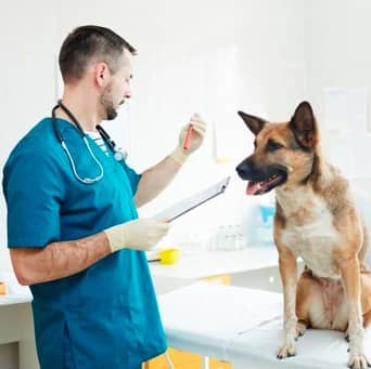 Veterinarias