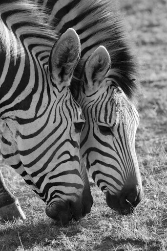 zebra, zebras, hartmann's
