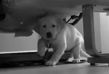 Black and White Lab Puppy