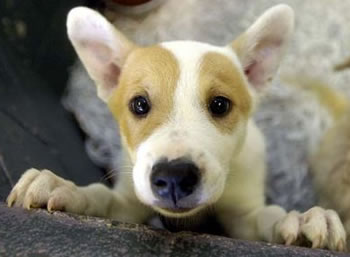 Três em cada quatro animais sacrificados em abrigo