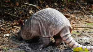 March of the Armadillos