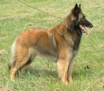 Belgian Tervuren, Jenny standing