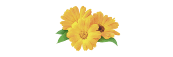 calendula flowers