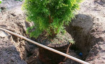 PLANTERING AV TUJA STEG 5 PLANTERING AV THUJA STEG 5