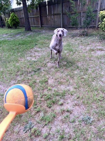 Client Sydney with her Chuckit Ball & Launcher