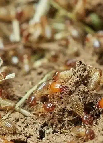 Sekat Ruangan dari Triplek Bisa Menjadi Area Rawan Rayap