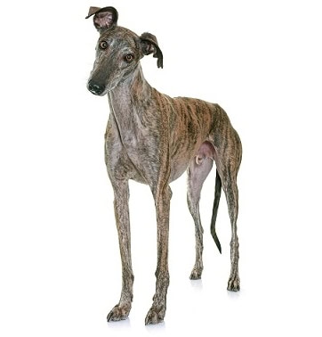 Spanish Greyhound