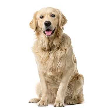 petplan-GoldenRetriever