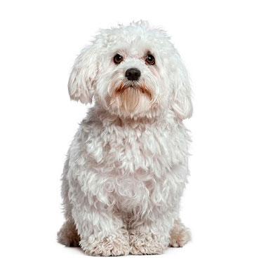 petplan-bichon-maltes
