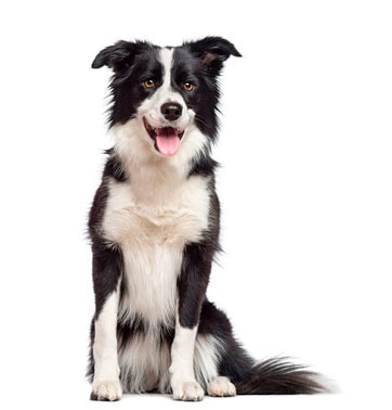 petplan-border-collie