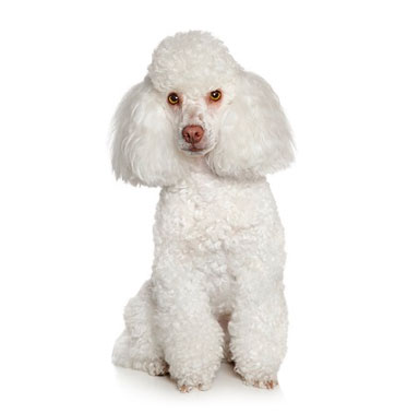petplan-caniche