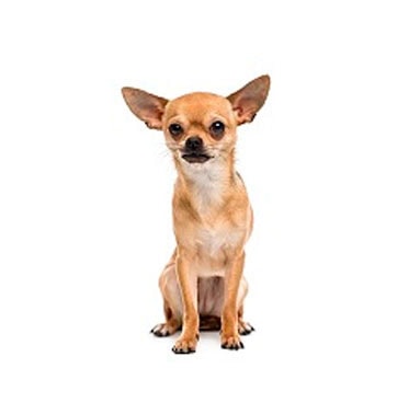 petplan-chihuahua