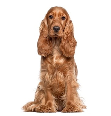 petplan-cocker