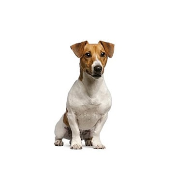 petplan-jack-russell-terrier