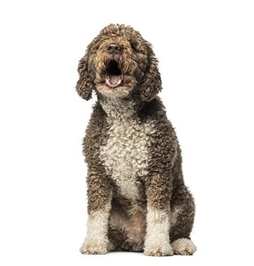 petplan-perro-de-agua