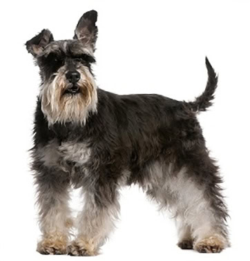 petplan-schnauzer
