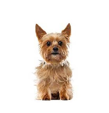 petplan-yorkshire