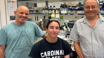 estructura cerebral de hombres y mujeres