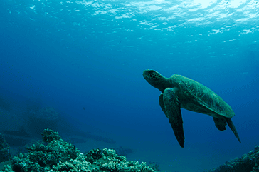 Green Sea Turtle Ambient Light Mala Pier