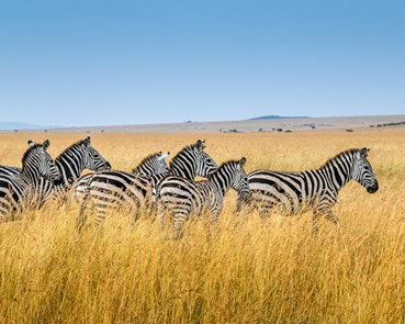 Satellite Tracking in Wildlife Conservation: Monitoring Animal Movements