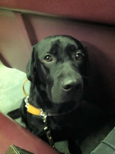 Guide Dog Bau On The Train