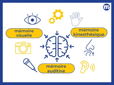Les mémoires sensorielles 