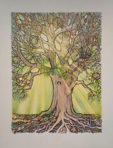 Oer eik, kleurpotlood tekening van Fannie Coenen