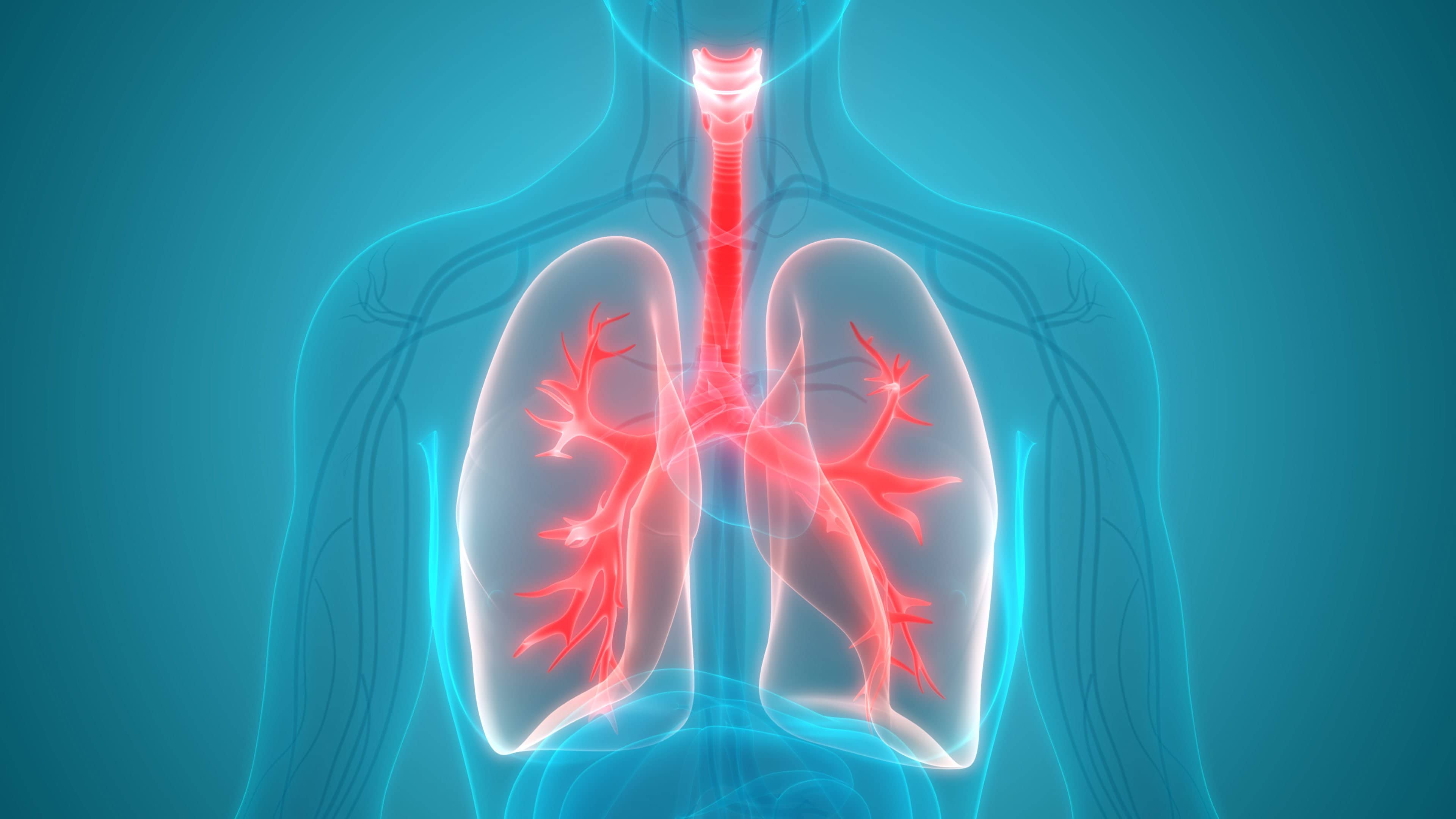 A graphic of the lungs
