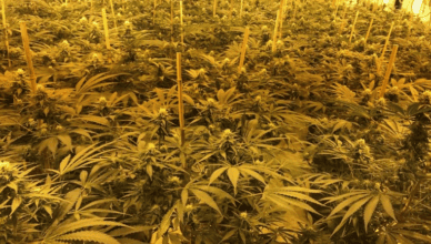 Cannabis valued at $1.2 million In UK Nuclear bunker