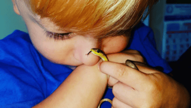 Two Year Old Boy Catches Snakes Alive