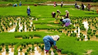 Where to Apply for Agricultural Grants and Loans in Nigeria.