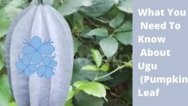 What You Need To Know About Ugu Leaf - Health Benefits of Ugu Leaf