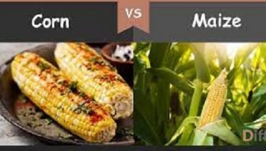 Differences Between Corn and Maize You Should Know