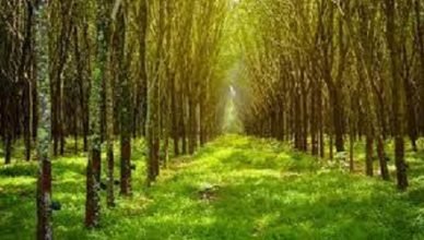 Rubber Estates Nigeria Limited Job Recruitment | www.rubberestates.com