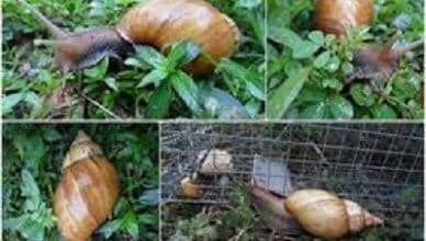 Amazing Way to Start A Profitable Snail Farming in Nigeria