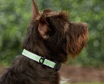 Kurgo Reflective Collar