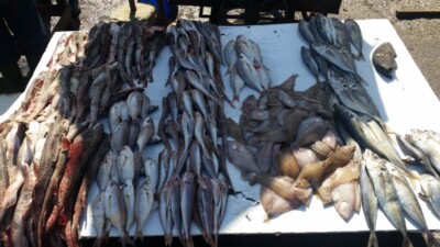 Sveža riba poređana po vrstama na beloj tezgi ribarske pijace