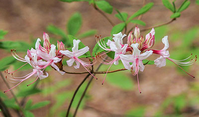 swamp azalea