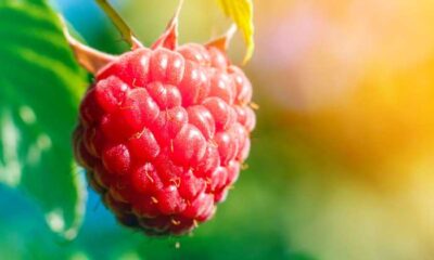 Elara Tarım ile 300 bin metrekarelik akıllı serada ‘Bitki İhtiyaç Haritası’ dönemi