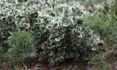 İstanbul yeşille tazeleniyor