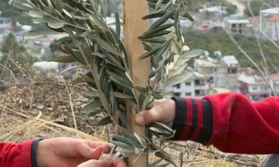 Kervan’dan anlamlı sosyal sorumluluk projesi; “Okul Bahçeleri Zeytin Bahçeleri Olsun”
