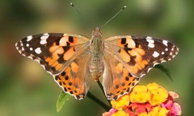 Binlerce kelebek Türkiye üzerinden göç ediyor