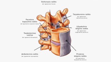 Stuburo raiščiai atlieka itin svarbų vaidmenį