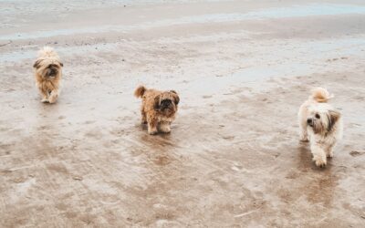 Podróże z psim seniorem.